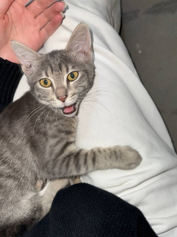 Котёнок Фёрби 4 месяца в дар 2