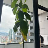 Комнатные цветы 5