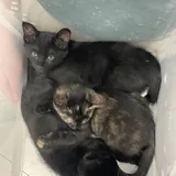 Котята 4