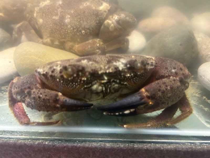 Крабы с ночной рыбалки, 20-25 штук