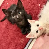 Котёнок Чертилій ищет дом 2