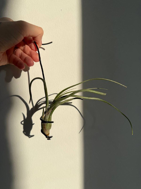 Тилландсия Псевдобали 2