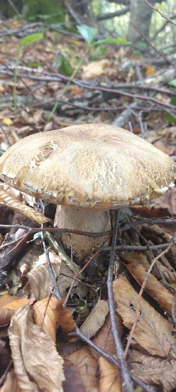 Белые грибы лесные 2