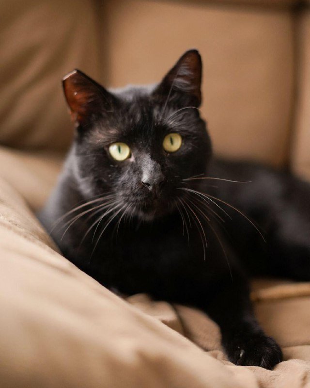 Кот Салем, 4 года, кастрирован, вакцинирован, чипирован