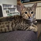 Кошечка Ирина, 5,5 месяцев 3