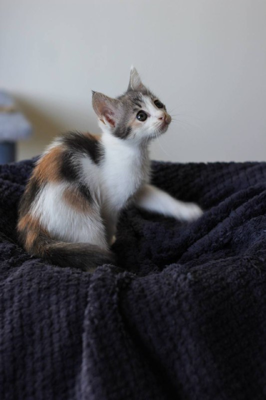Котенок девочка 3