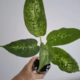 Комнатные растения, монстера, диффенбахия, фикус, суккуленты 2