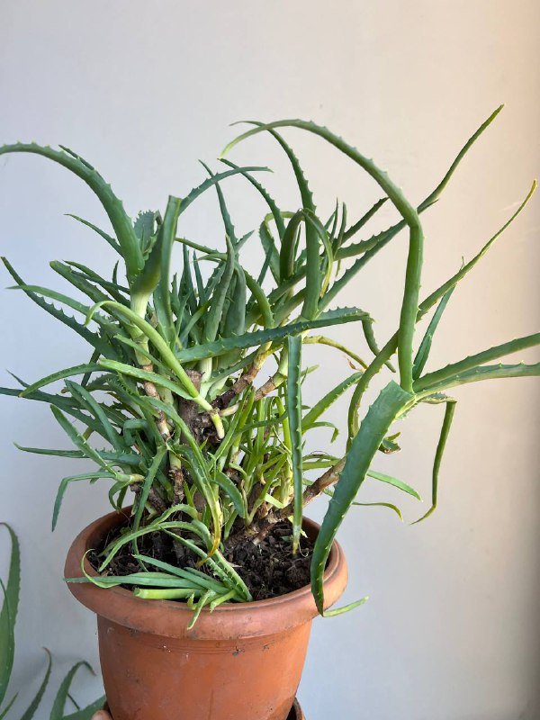 Комнатные растения: Пеперомия, Крассула, Колеус, Алоэ и др. 7