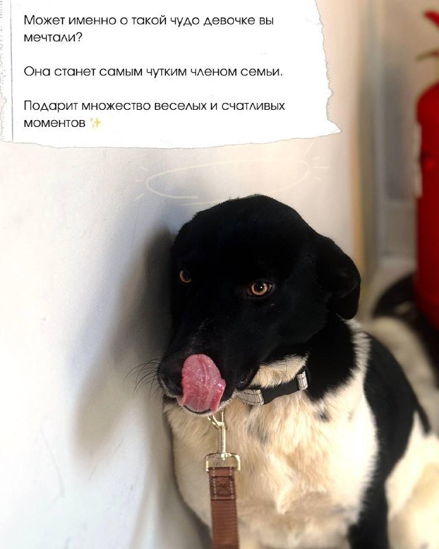 Собака Коко ищет дом 4