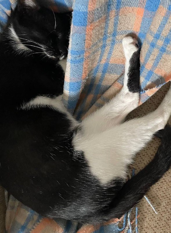 Маленькая кошка для дома 6