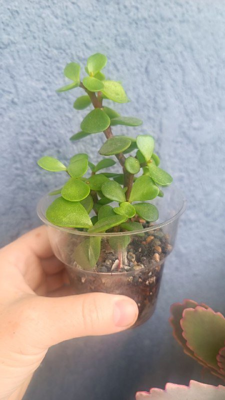 Крассула Голлум, Граптоседум, Каланхоэ и другие растения 8