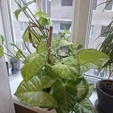 Комнатные растения: драцена, кактус, щучий хвост, вьюн 3