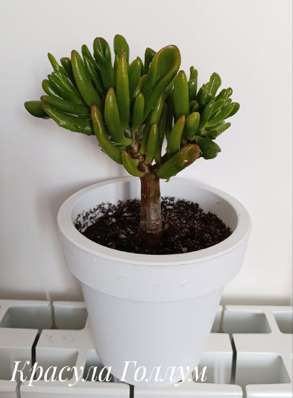 Декабрист, Суккуленты, Хлорофитум, Красула 9