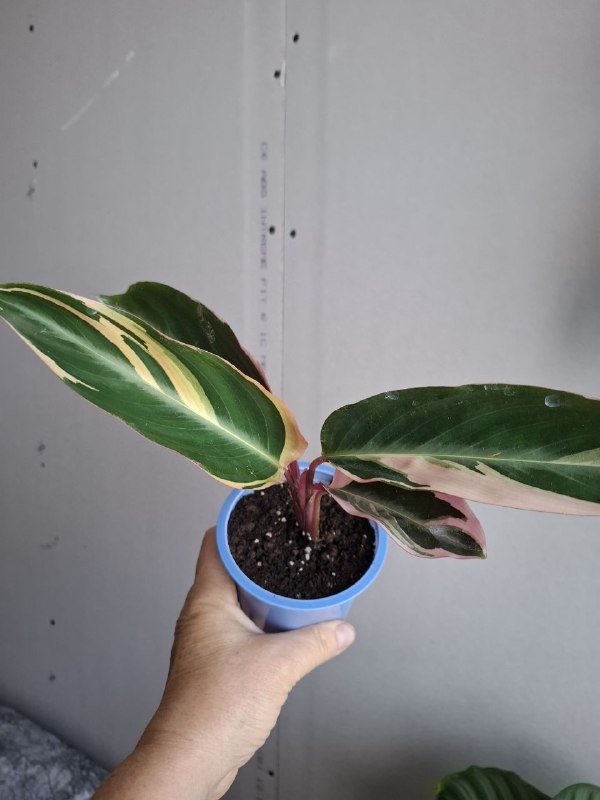 Монстеры разных размеров, рафидофора, папоротник, суккуленты, роули 4