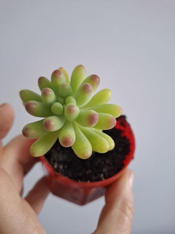 Суккуленты, монстеры разных размеров 7