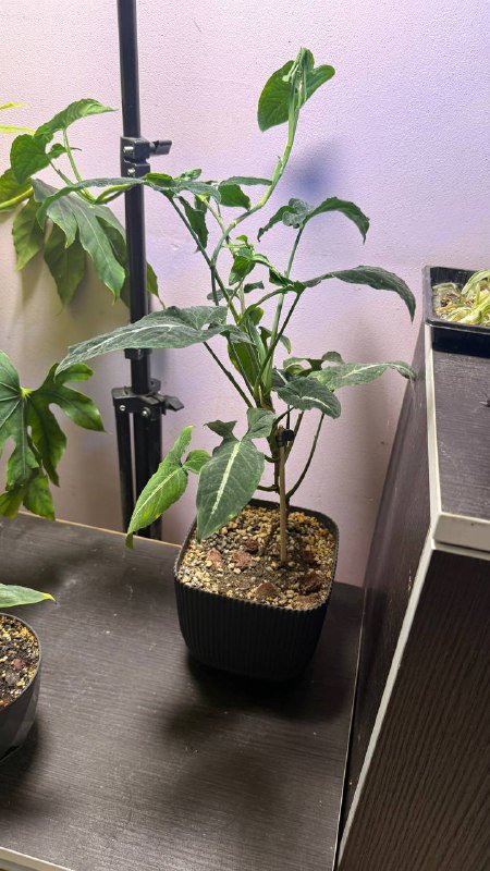 Аглаонема, Сингониум, Филодендрон, Рафидофора, Фикус вариегатный, Драцена большая 3