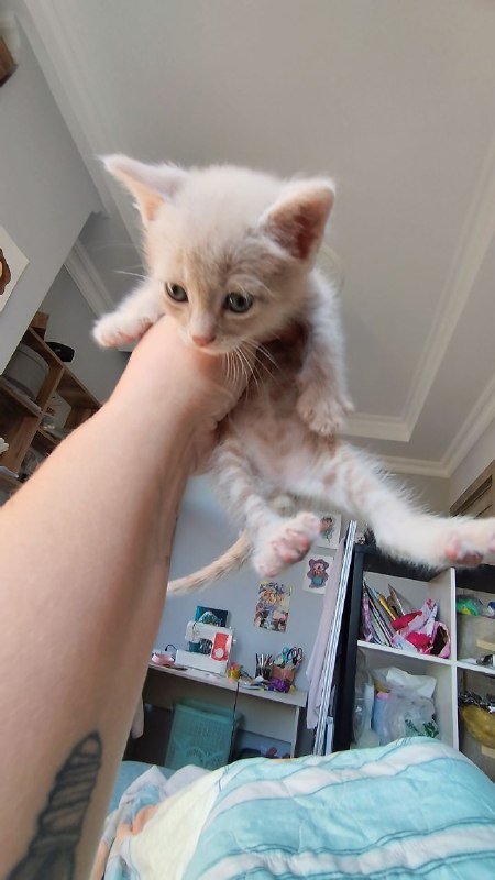 Усатый полосатый котенок ищет дом 2