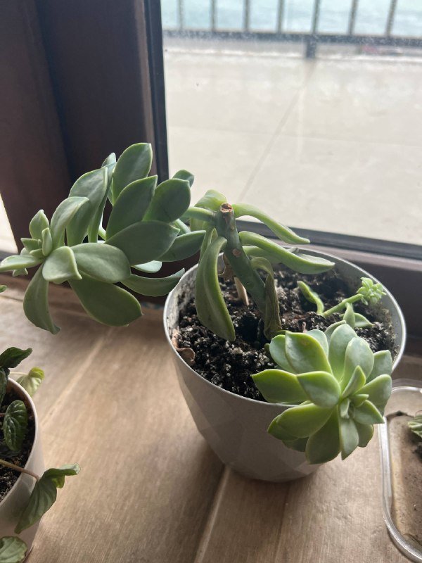 Комнатные цветы алое, суккулент, пеперомия 6