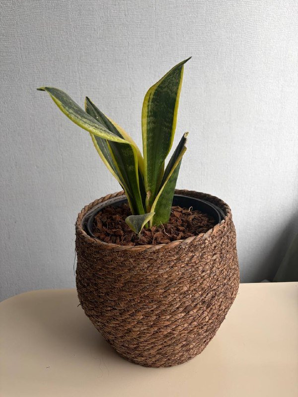 Комнатные растения в горшках