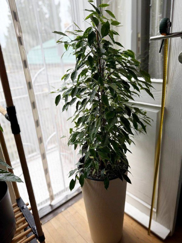 Комнатные цветы с горшками Фикус, Авокадо, Пальма, Вриезия, Гипоэстес