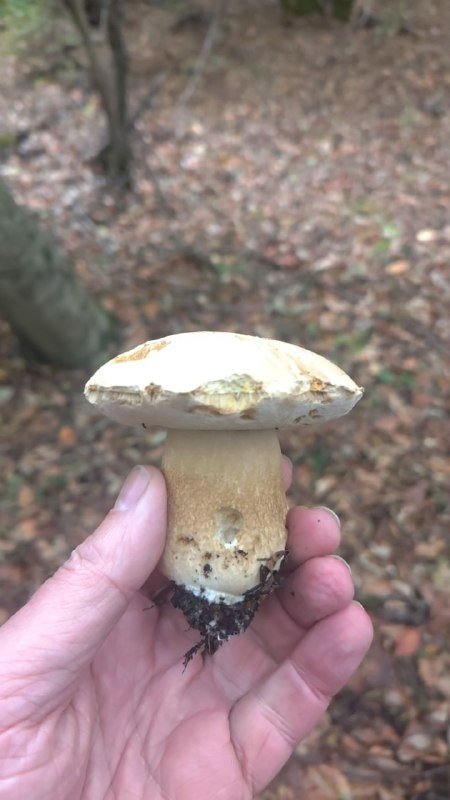 Белые и рыжики из леса 2