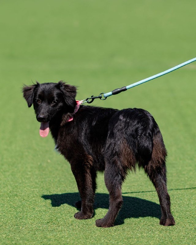 Щенок собаки Майя