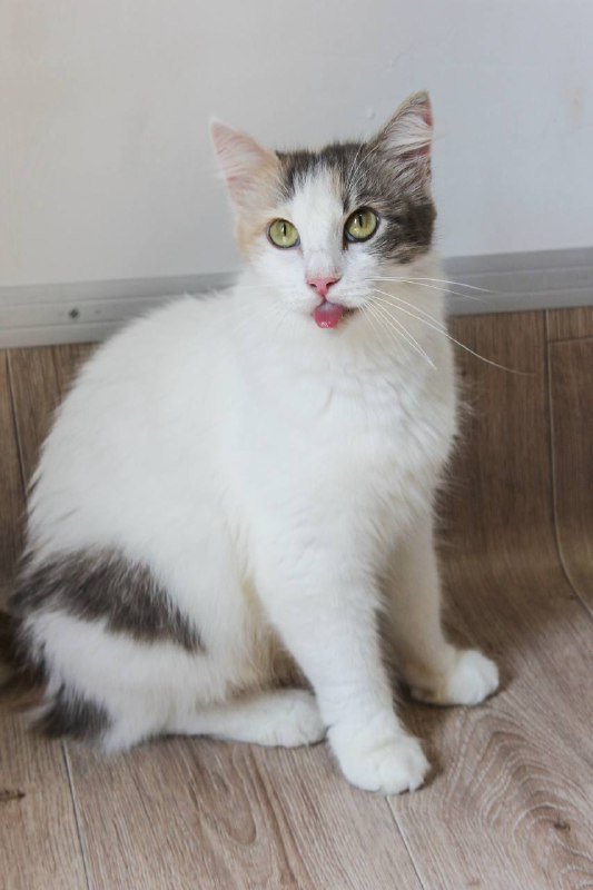 Кошка Джульетта для дома 4