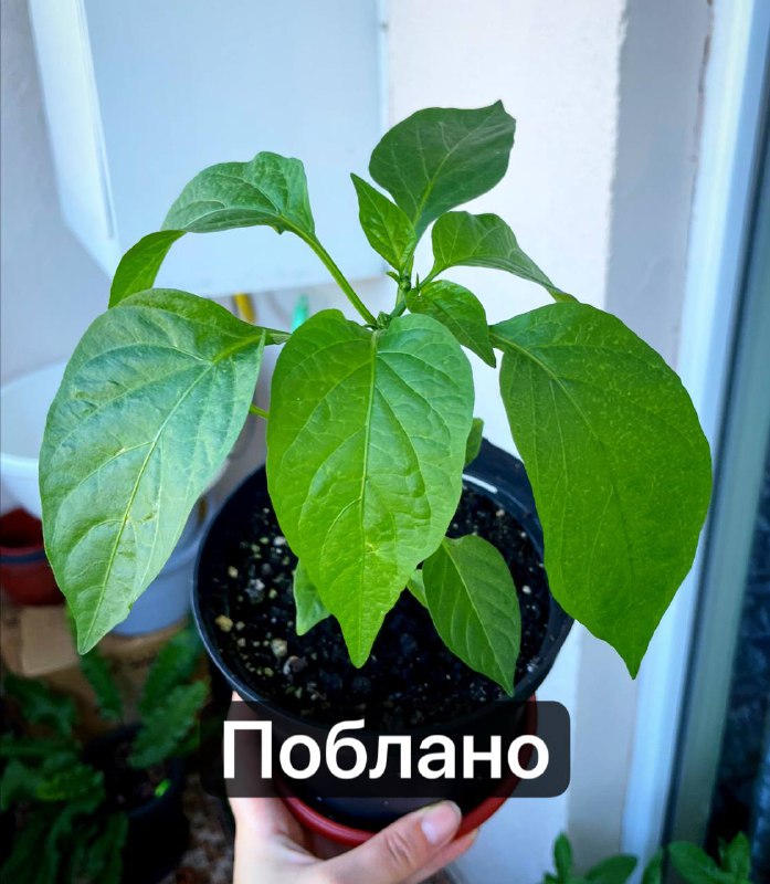 Саженцы мексиканских острых перцев Халапеньо Тайгер, Хабанеро Шоколад, Поблано 6