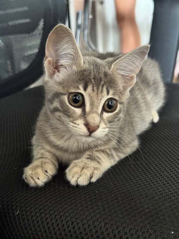 Котенок в добрые руки