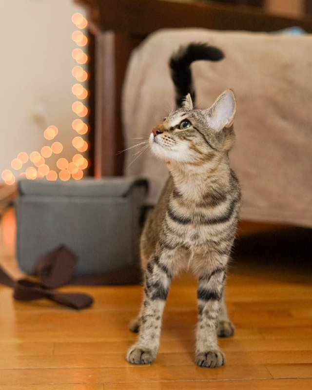 Кошка Сакура найдёт дом 3