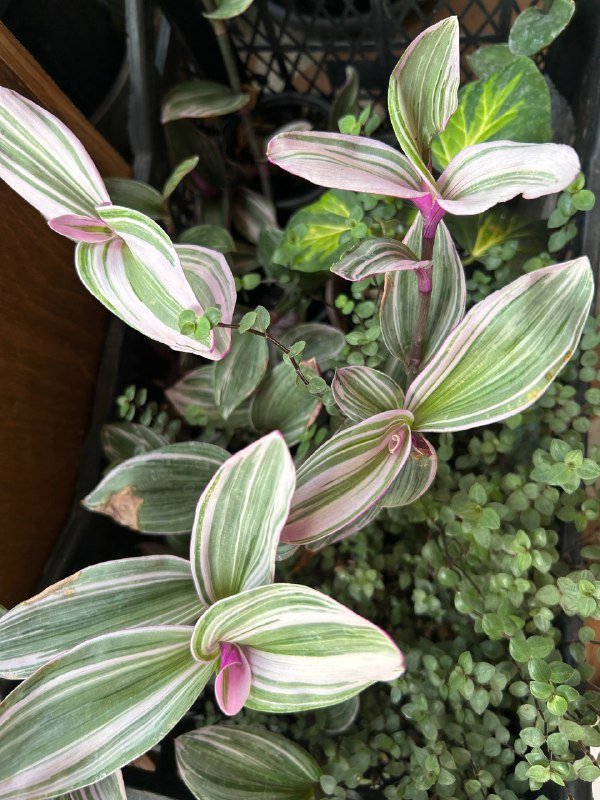 Традесканция вариегата растение 2