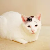 Кот Марлон 5