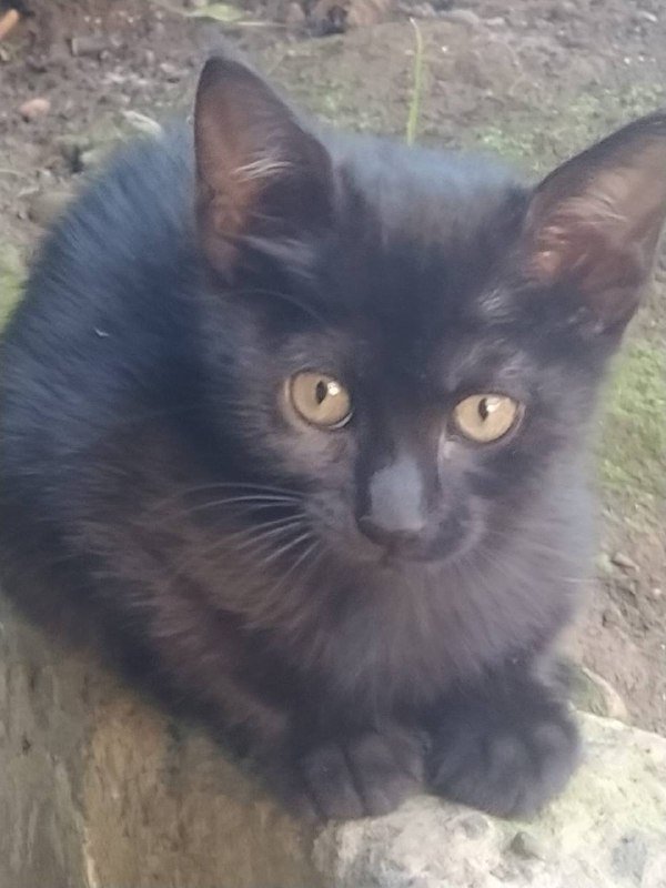 Котята 2 месяца в подарок 2