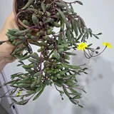 Комнатные растения 7