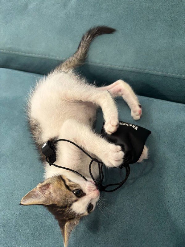 Петличный микрофон Rode 3