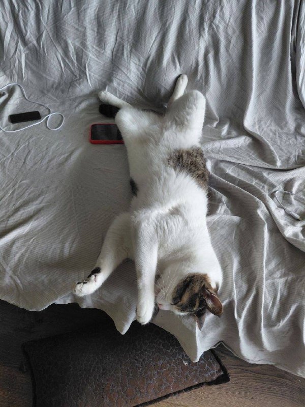 Кот Заатар 3
