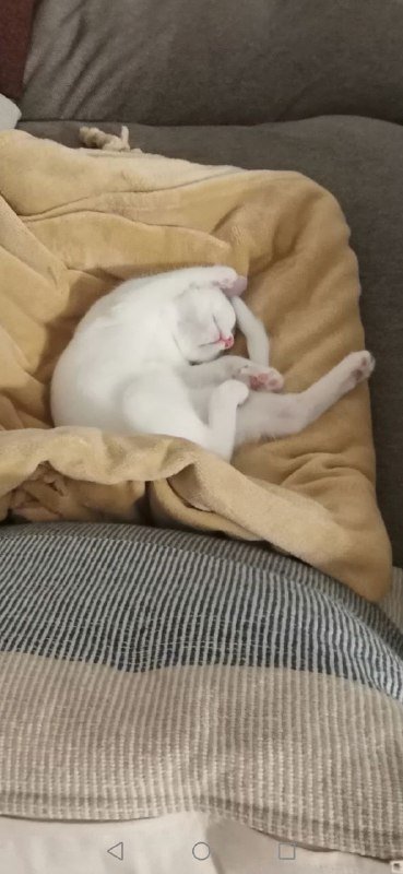 Котенок 3 месяца, девочка, отдам в хорошие руки