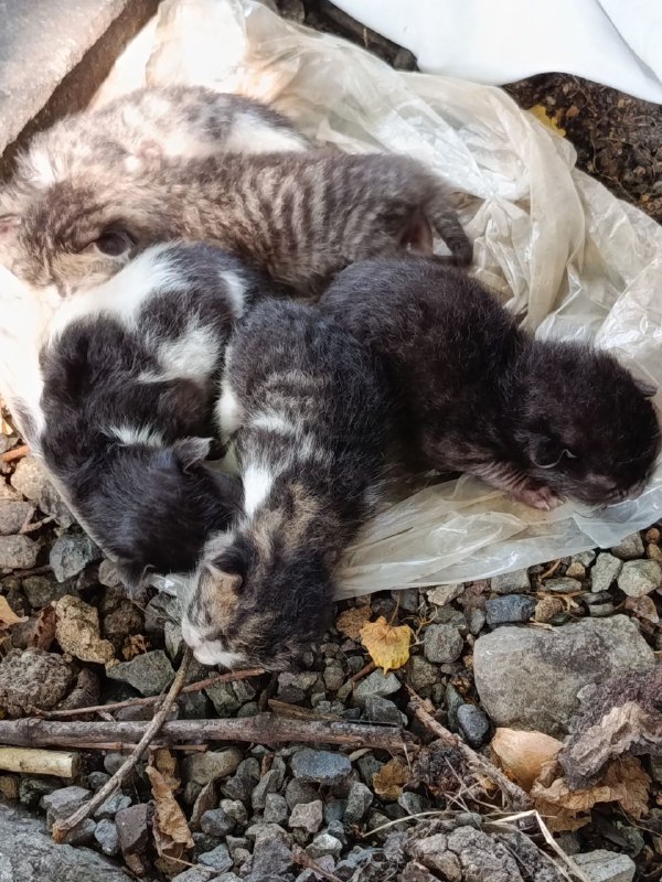 Котята слепые, отдам в добрые руки