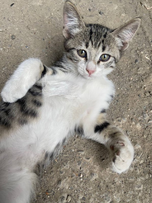 Котёнок около 2,5 месяцев ищет дом 3