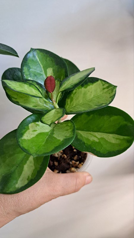 Аглаонема, коладиум, пиннатум марбл, алоказия, платицериум, хойя, монстера 9