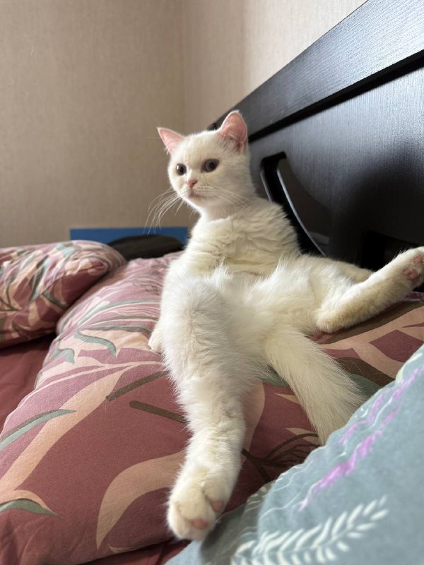 Кошечка Лимончелло