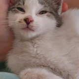 Котенок Винни 2