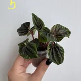 Комнатные растения, цветы 2