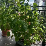 Комнатные и балконные растения и цветы 5