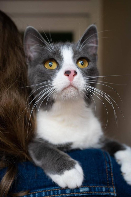 Иви кошка для семьи 4