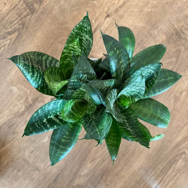 Сансевиерия, Авокадо, Каланхоэ комнатные растения 2