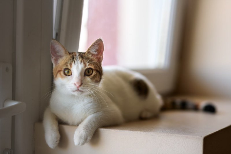 Кошечка Эльза для дома 3