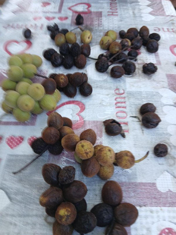 Саженцы маньчжурского ореха 3