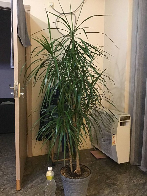 Цветок в горшке