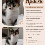 Котята 2
